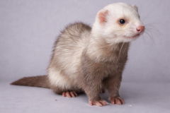 file_00000000f94871fd874484392769faaa-e1772100905749