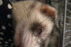 Oliver Ferret Majestik