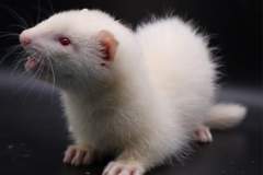 FB_IMG_1720977741425